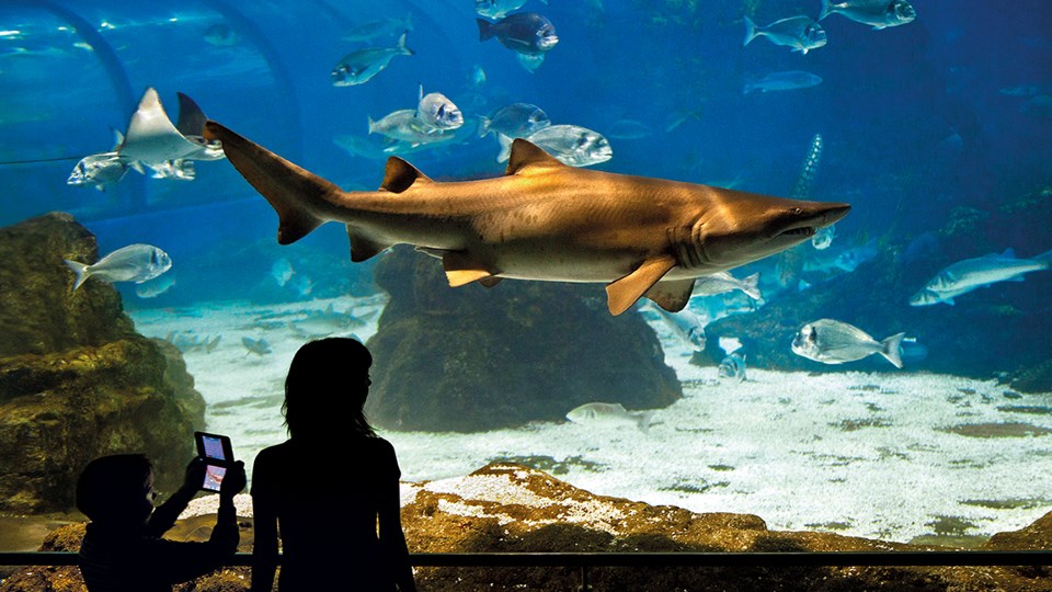 L'Aquàrium Barcelona L'Aquàrium Barcelona