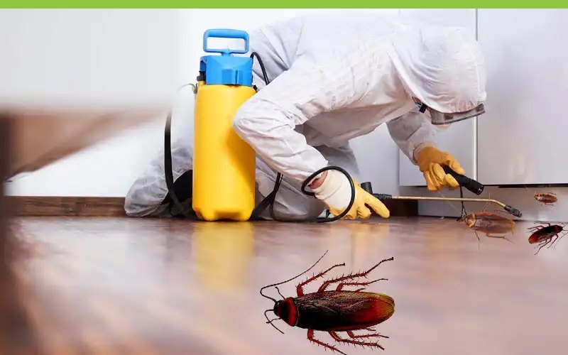 Safe Pest Control Practices for Sydney's Enterprises